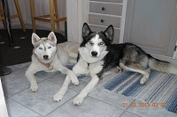 Huskies Erleben